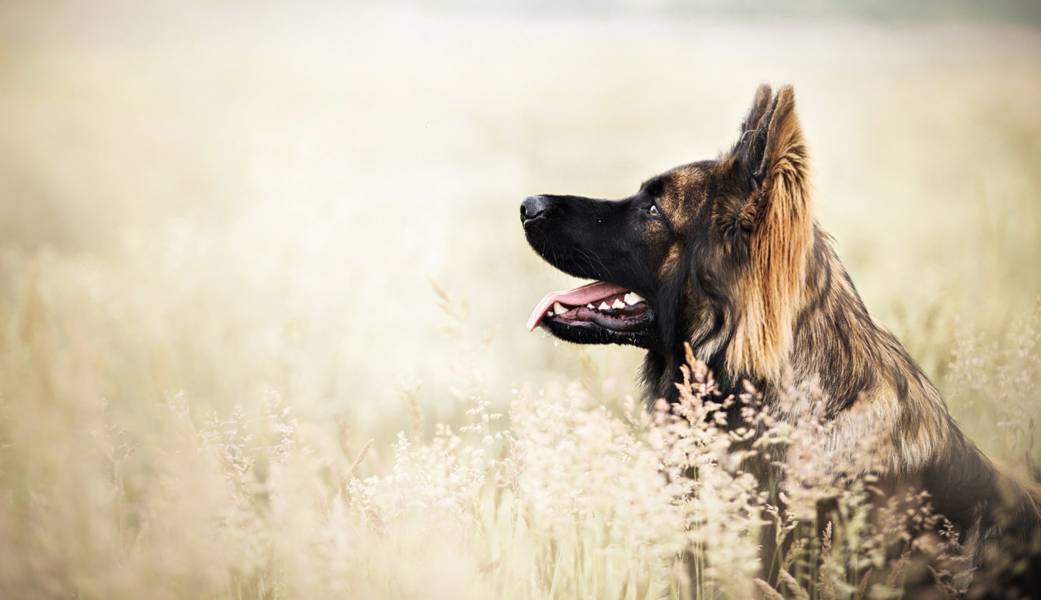 Взыскание ущерба при укусе собаки в Большеречье