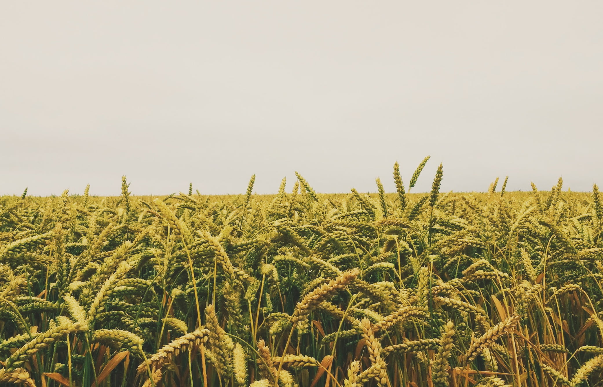 Исправление реестровой ошибки: защита права собственности на земельный участок